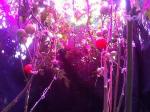 Study Results Favor LEDs to Improve Greenhouse Artificial Lighting Systems