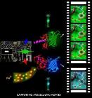 Short Pulse Lasers and Bioluminescent Proteins Measure Biochemical Processes in Femtoseconds