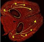 Researchers Use Light to Erase Specific Memories