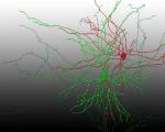 Optogenetics Helps Measure Synaptic Transmission in Live Animal