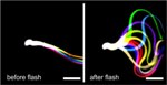 Optogenetics Helps Control Swimming Behaviour of Sperm