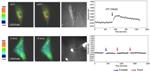 Optical Tweezers Squeeze Tiny Bead Attached to Human Stem Cell