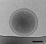 Cryo-Transmission Electron Microscopy Helps to Capture Comprehensive Microscopic Images of Ultra-Small Bacteria