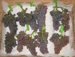 Innovative Computer Vision System Helps Determine Compactness of Bunches of Grapes