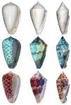 UV Light Reveals Coloration Patterns of Ancient Seashell Species