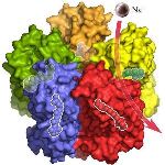 Scientists Uncover Atomic Structure of Light-Driven Ion Pump