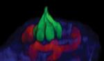 Researchers Capture Live Images of Process of Taste Sensation