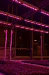 Sole-Source LEDs Better than Supplemental Lighting for Bedding Plant Seedling Production