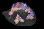 Scientists Peer Inside Sea Urchin Fossil Using Sophisticated X-Ray Computed Tomography
