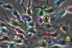 Time-Lapse Imagery Reveals New Information About Stem Cells