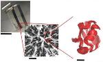 Crystallography, NMR and Simulation Reveal Movement of Molecules within Crystals