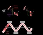 New All-Optical Method May Help Record Better Images of Ultrafast Phenomena