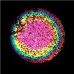 Liquid Crystal Eye Lens Could Restore Long-Sightedness in Older People