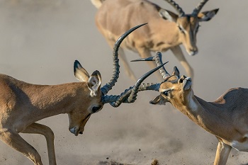 Impalas Locking Horns Wins Photographer of the Year Award
