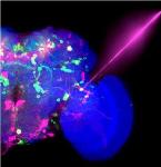 Light-Controlled On/Off Switch Allows Scientists to Control Brain Cells