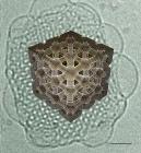 Cryo-Electron Tomography Helps Uncover Interior 3D Structure of Cubosomes