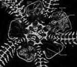Non-Invasive MicroCT Helps Study Development of Young Brooded Inside Brittle Star