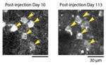 New System to Image Individual Neuron Activity in Marmoset Brains