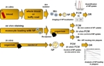 Highly Sensitive, Inexpensive, Non-Invasive Biophotonics Method to Identify Unstable Plaques