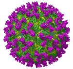 Researchers Use Cryo-Electron Microscopy to Reveal Atomic Structure of Bluetongue Virus