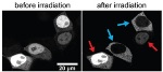 Researchers Use External Light to Control Protein Activity in Mammalian Cells