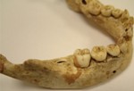Researchers Use 3D Microscopic Imaging to Study Diet of ‘Chaucer’s Children’