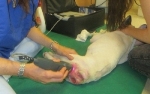 MLS Laser Therapy: An Innovative Wound Treatment Technique for Veterinary Medicine