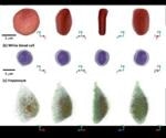New Robust Technique Enables 3D Imaging of Live Cells Without Staining