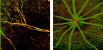 Wasatch Photonics Debuts New High-Resolution Angiographic Imaging Device, WP MicroAngio