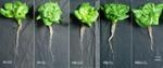 Researchers Study Effects of LED Light Combinations on Lettuce Grown in Hydroponic Systems