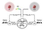 Researchers Present a Way to Use Optical Atomic Clocks for More Accurate Timekeeping