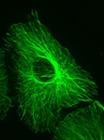 Scientists Use Tiny Mirrors to Better Understand Micron-Scale Structures of Living Cells