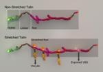 Researchers Develop New Super-Resolution Imaging Method to Map Dynamic Binding of Proteins