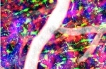 New Multi-Photon Microscope Captures 3D Images of Thick Living and Fixed Tissues