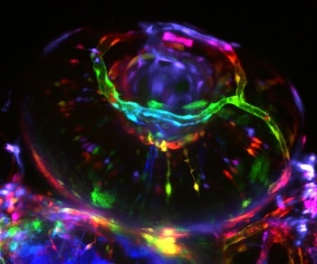 Microscopy Today 2016 Innovation Award for Leica Digital LightSheet solution