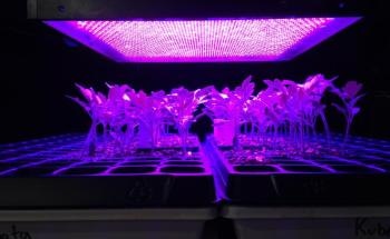 Researchers Recommend Light Treatments to Mitigate Disorder for Tomato Plants Grown Under UV-Deficient Conditions