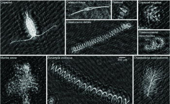 FAU Harbor Branch Awarded NSF Grant to Pursue Research on Underwater Holographic Microscope