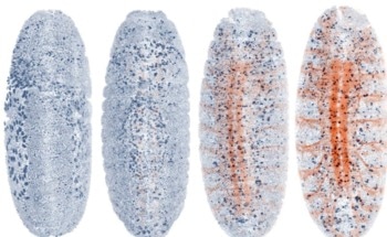 Researchers Develop Self-Driving Microscope for Adaptive Live Imaging of Large Living Organisms