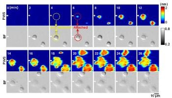 Researchers Invent Novel Live-Cell Imaging Method to Better Understand Cell Interactions