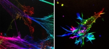 New Microscope Combines Various Microscopy Techniques to Produce Clearer Images