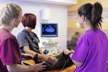 Patterson Veterinary Partner to Distribute Cutting Edge Laser Therapy and Surgical Equipment