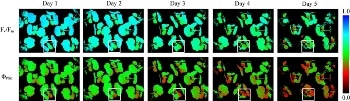 Innovative System for Monitoring Plant Health Through Fluorescence Imaging
