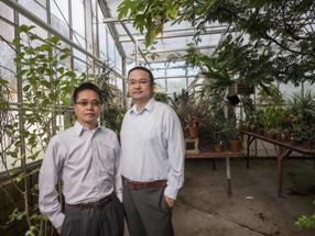 Greenhouse Material To Enhance Photosynthetic Effectiveness