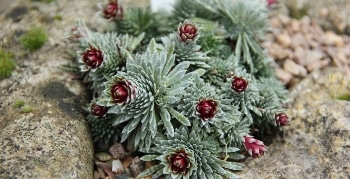 inVia™ Raman Microscope Aids Discovery of Rare Mineral in Alpine Plants
