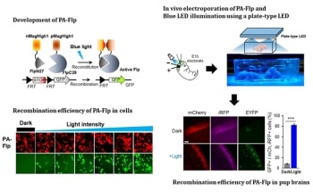 Photoactivatable Flp Recombinase Enables the Control of Specific Gene Expressions in Living Animals