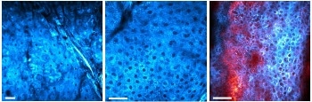 Cycle GmbH Releases State-of-the-art Laser SOPRANO for 3-Photon-Microscopy at Photonics West