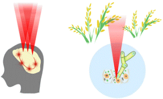 New Optical Microscope System Helps Manipulate Cell Networks