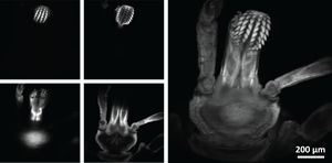 New Confocal Microscopy System Provides High-Resolution Images of Neural Activity in Live Animals