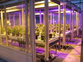Study Reveals Light-Emitting Diodes Can Replace High-Pressure Sodium Lighting in Greenhouses