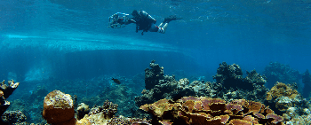Combination of Imaging Technology and Custom Visualization Software Helps Observe Coral Recovery After a Bleaching Event